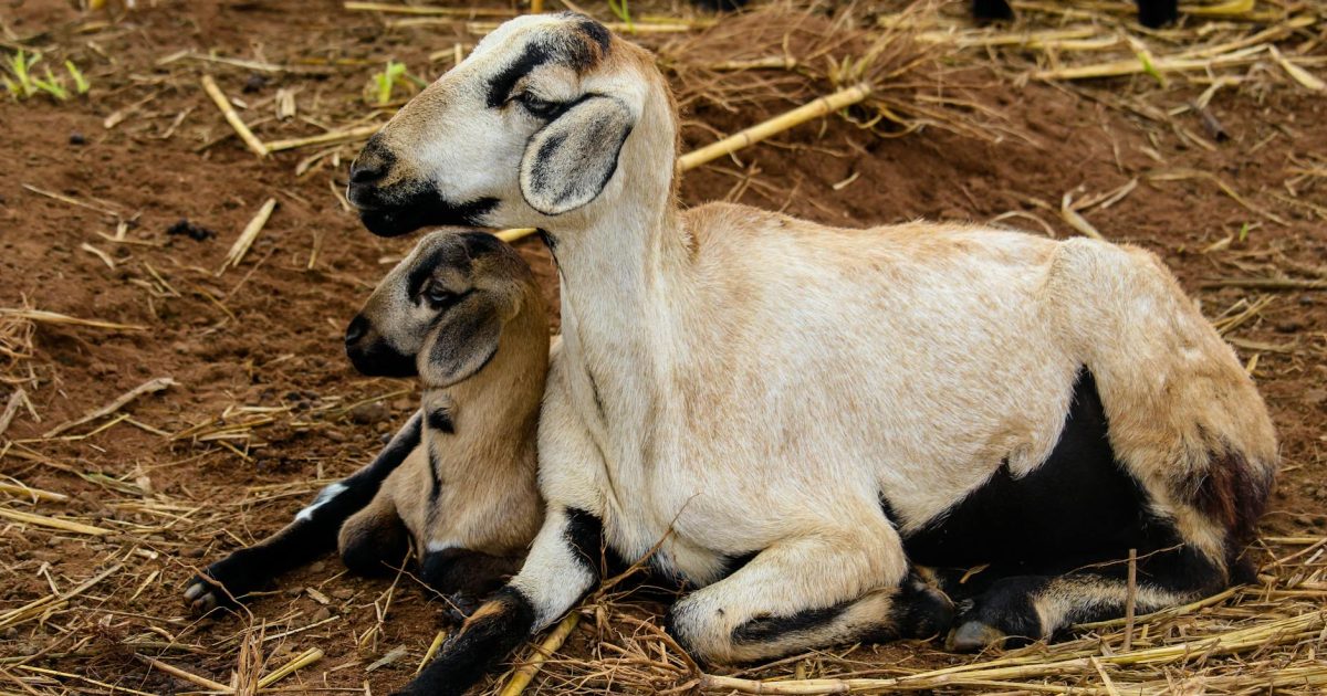 asels - VARAN NM via Pexels